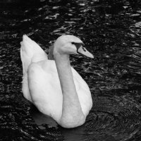 Я тут главный! :: Магомед .