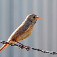 Самочка горихвостки ) ) :: Елена Хайдукова ( Elena Fly ) Самочка горихвостки ) ) :: Елена Хайдукова ( Elena Fly )