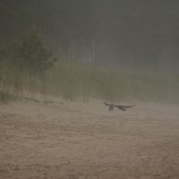 Воронв танцуют :: Максим Егоров Воронв танцуют :: Максим Егоров