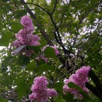 Сирень :: Роман Савоцкий