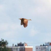 Большая выпь :: Владислав Иопек