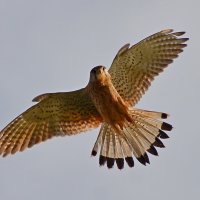 Пустельга :: Владислав Иопек Пустельга :: Владислав Иопек