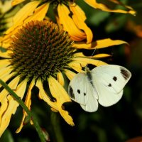 Цветы и бабочка :: Юрий. Шмаков