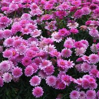 Московский зоопапрк. Хризантемы. :: Наташа *****