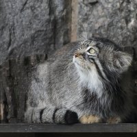 Московский зоопапрк. Манул. :: Наташа *****