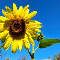 Подсолгух :: Наталья 