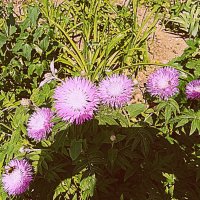 Цветы. :: Владимир Драгунский