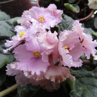 Сенполия :: Galaelina ***