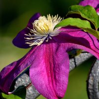 Новосёл моего сада :: Татьяна Лютаева