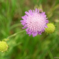 На летнем луге... :: Андрей Заломленков