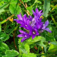 Колокольчик :: Виктор Фоменко