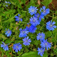 Небесная синь на земле :: Светлана Небесная синь на земле :: Светлана