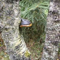 Чага :: Валерий Пославский