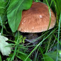 вот и грибочки :: Ольга 