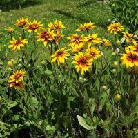 Рудбекия :: Рита Симонова