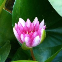 Розовая лилия :: Валентин Семчишин Розовая лилия :: Валентин Семчишин