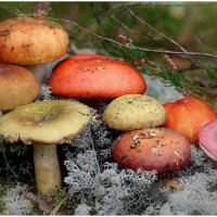 ...с сыроежками... :: Aleksandr Gal