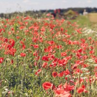 *** :: Елена Kазак (selena1965) *** :: Елена Kазак (selena1965)