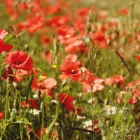 *** :: Елена Kазак (selena1965)