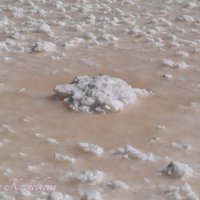 Природа Крыма :: Amazing Cosmea