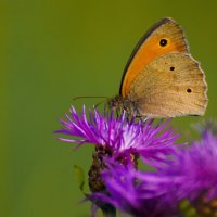 ВОЛОВИЙ ГЛАЗ. :: DianaVladimirovna 