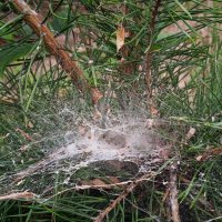 лесное :: Елена Шаламова