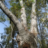 Тальник :: Anna Ivanova Тальник :: Anna Ivanova