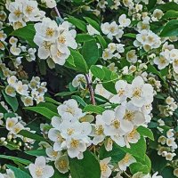 Цветущий жасмин. :: Лилия *