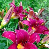 Лилии с клумбы . :: Мила Бовкун Лилии с клумбы . :: Мила Бовкун