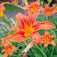 Лилии с клумбы 1 . :: Мила Бовкун Лилии с клумбы 1 . :: Мила Бовкун