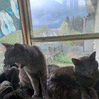 дождь надвигается, коты хотят вздремнуть... :: Галина Флора