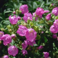 мальва :: РозаВетроф 