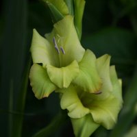 Гладиолус* :: Татьяна Евдокимова