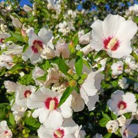 Цветение :: Татьяна Пальчикова Цветение :: Татьяна Пальчикова