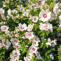 Цветущий куст :: Татьяна Пальчикова Цветущий куст :: Татьяна Пальчикова