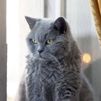 15 июля. Сёма вкушает утреннюю прохладу :: Михаил Бибичков