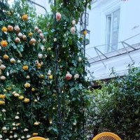 под сенью роэ :: Галина R... под сенью роэ :: Галина R...