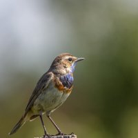 Варакушка :: Barguzin_45 Иваныч