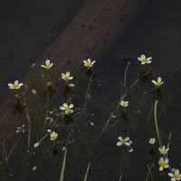 * :: Наталья Покацкая