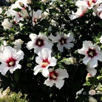 Гібіскуси цвітуть :: Степан Карачко