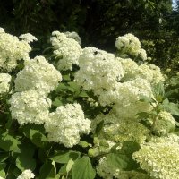 Гортензии прекрасные соцветия... :: Наталия Павлова