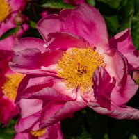 Открытая душа... :: Николай Гирш