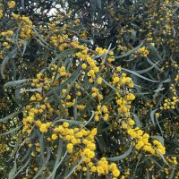 Мимоза :: Oleg4618 Шутченко