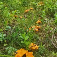 лисички :: gawrilа - dan