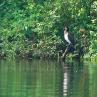 большой баклан :: gawrilа - dan