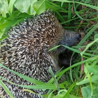 Мышелов :: Юрий Павлович