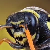 . :: Игорь Осипов . :: Игорь Осипов