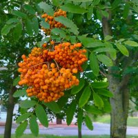 Неужели, скоро осень?) :: Галина Бобкина