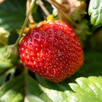 Клубника садовая на грядке :: Александр Синдерёв