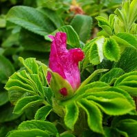 Бутон шиповника. :: VasiLina *